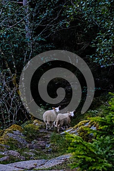 Two sheep look back in the forest