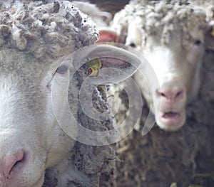 Two sheep looking at camera