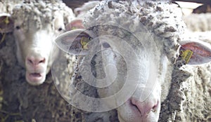 Two sheep looking at camera