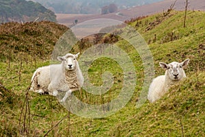 Two Sheep Lying Down in the Wicklow Mountains