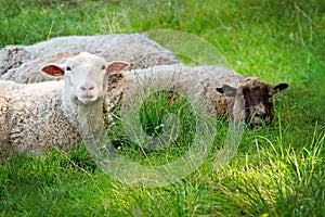 Two sheep lying on green grass