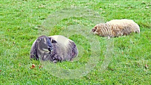 two sheep lying in green grassland where perhaps 1 has bluetongue....