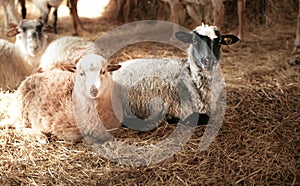 Two sheep lying on hay