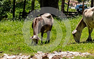 two sheep in a meadow photo