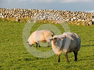 Two sheep in the meadow with stonewall