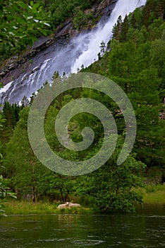 Two sheep near water