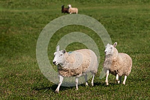 Two Sheep Ovis aries in Foreground - Two in Background