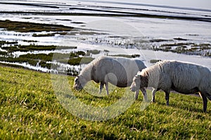 Two sheep on pasture