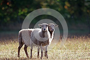 Two sheep on a pasture