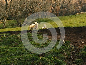 Two sheep pasturing on the field, Wales photo