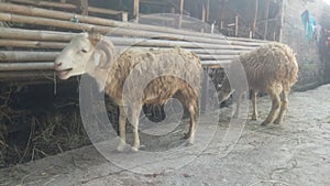 two sheep at the qurban animal trade