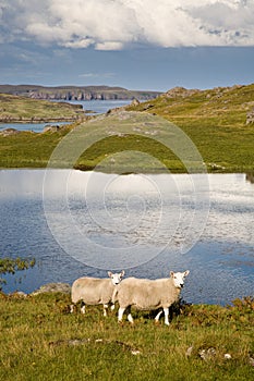 Two sheep in Scotland