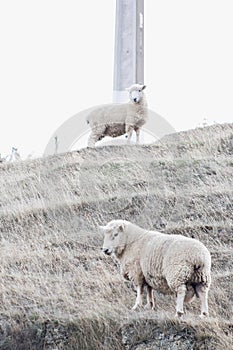 Two Sheep on a semi rural farm in New Zealand.