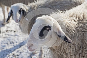 Two sheep on snowy meadow in winter
