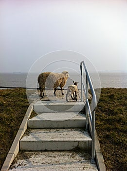 Two sheep on stairs with ocean view under sky, grassland landscape Emden Germany