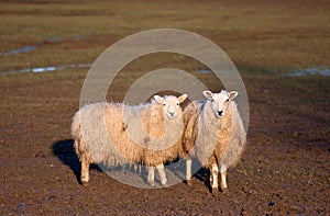 Two sheep standing together in a field