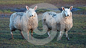 Two sheep standing together in a field