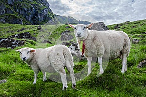 Two sheep stare at camera on the Island of Lofoton in Norway