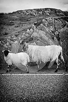 Two sheep walking on street in Scotland