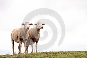 Two Sheep with white cloudy sky behind them, isolated, copy space, grass, hill