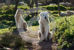 Two sheepdogs maremmano