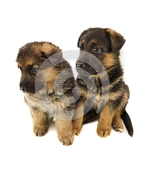 Two sheepdogs puppies