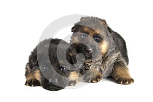 Two sheepdogs puppies