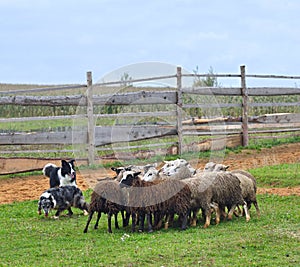 Two Sheepdogs working