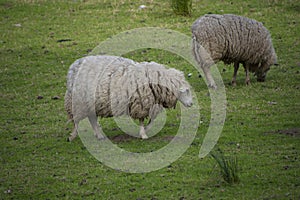 Two sheeps eating gras in the meadow