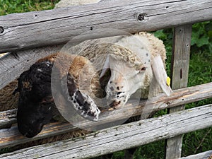 Two sheeps between fence on a pasture