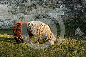 Two sheeps graze near Medzhybizh; castle in Khmelnytskyi Oblast