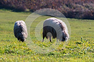 Two sheeps graze on pasture