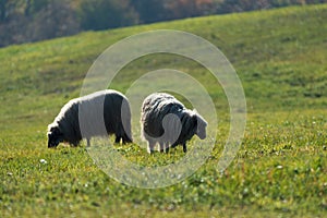 Two sheeps graze on pasture