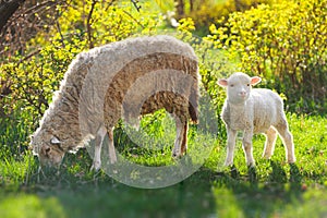 Two sheeps. little baby lamb with adult mother sheep