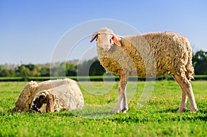 Two sheeps on the meadow