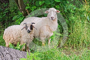 Two sheeps on pasture graze near shrubbery