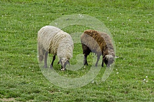 Two sheeps pasture in the meadow