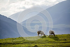 Two sheeps at the pasture in mountains