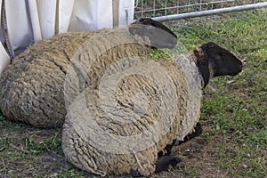 Two sheeps sit on the ground in afarm in Tuscany