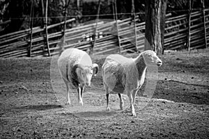 Two sheeps standing on field