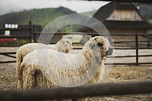 Two sheeps in the yard, wooden house in the background. a misty morning in Tatra Mountains.