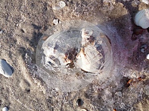 Two shell Rapana on the seafront