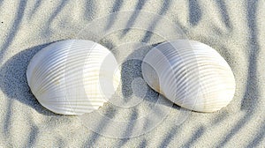 Two shells on beach sand, sunlight, texture, summer
