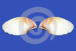 Two shells on a blue background, shell wings