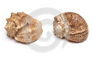 Two shells