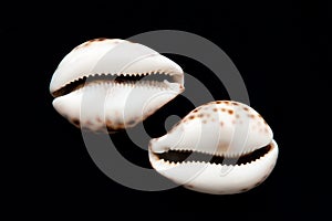 Two shells isolated on black