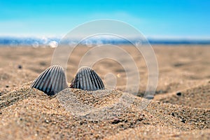 Two shells partially buried in the sand