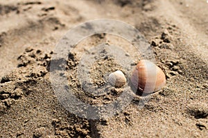 Two shells on the sand of a beach.