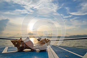 two shells in sunset