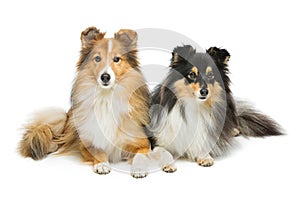 Two sheltie dogs